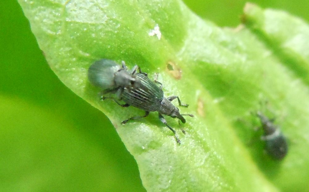 Perapion violaceum (cf.) - Apionidae